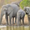 Chisomo Safari Camp Karongwe Private Game Reserve