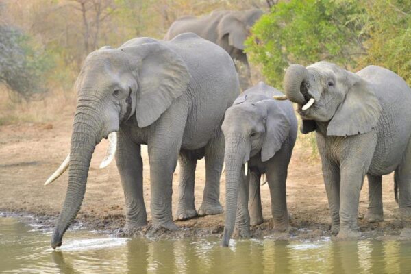 Chisomo Safari Camp Karongwe Private Game Reserve