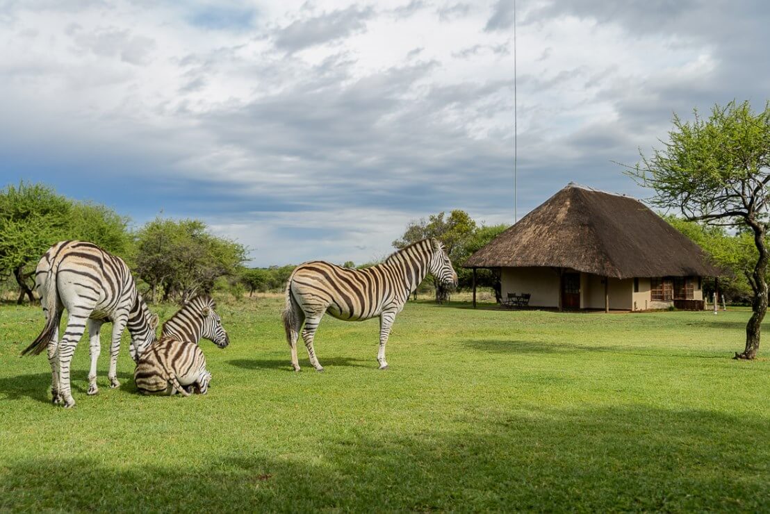 mongena-private-game-lodge-dinokeng-game-reserve-gauteng-live-to